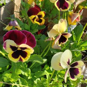 Huerto Santa Caterina